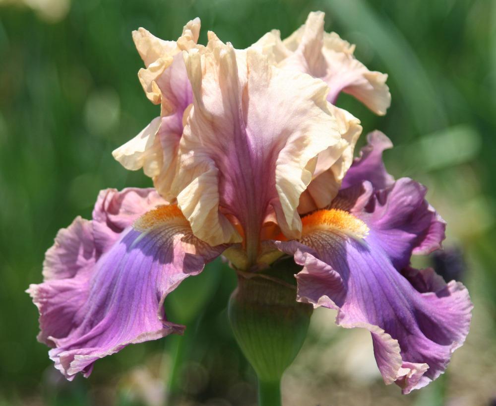 Photo of Tall Bearded Iris (Iris 'Chasing Rainbows') uploaded by Snork