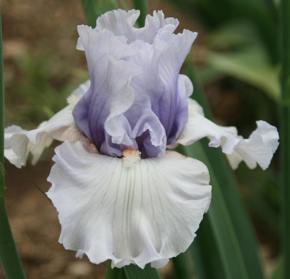 Photo of Tall Bearded Iris (Iris 'Fogbound') uploaded by Snork