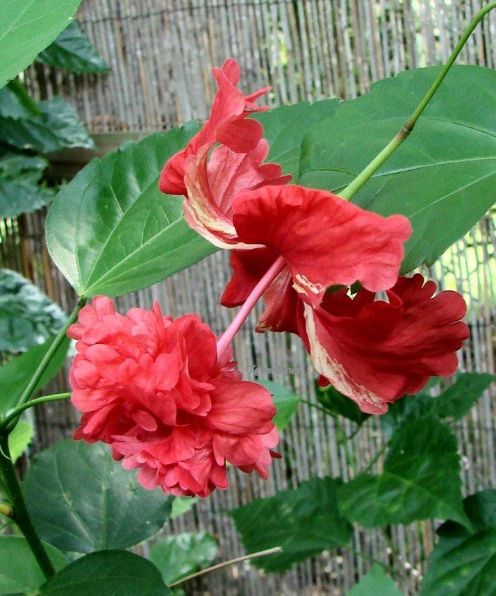 Photo of Tropical Hibiscus (Hibiscus rosa-sinensis 'El Capitolio Bloody Mary') uploaded by Xeramtheum