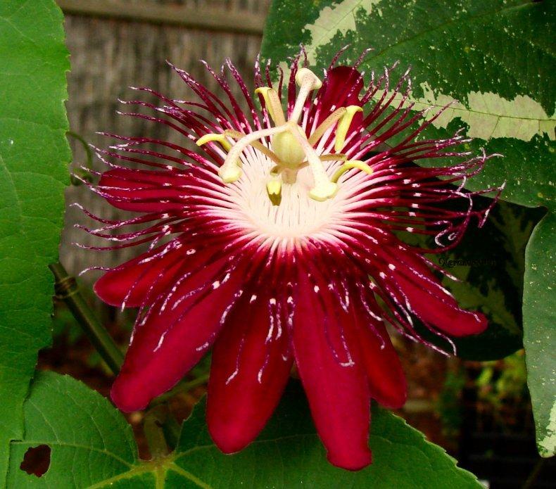 Photo of Passion Flower (Passiflora 'Lady Margaret') uploaded by Xeramtheum