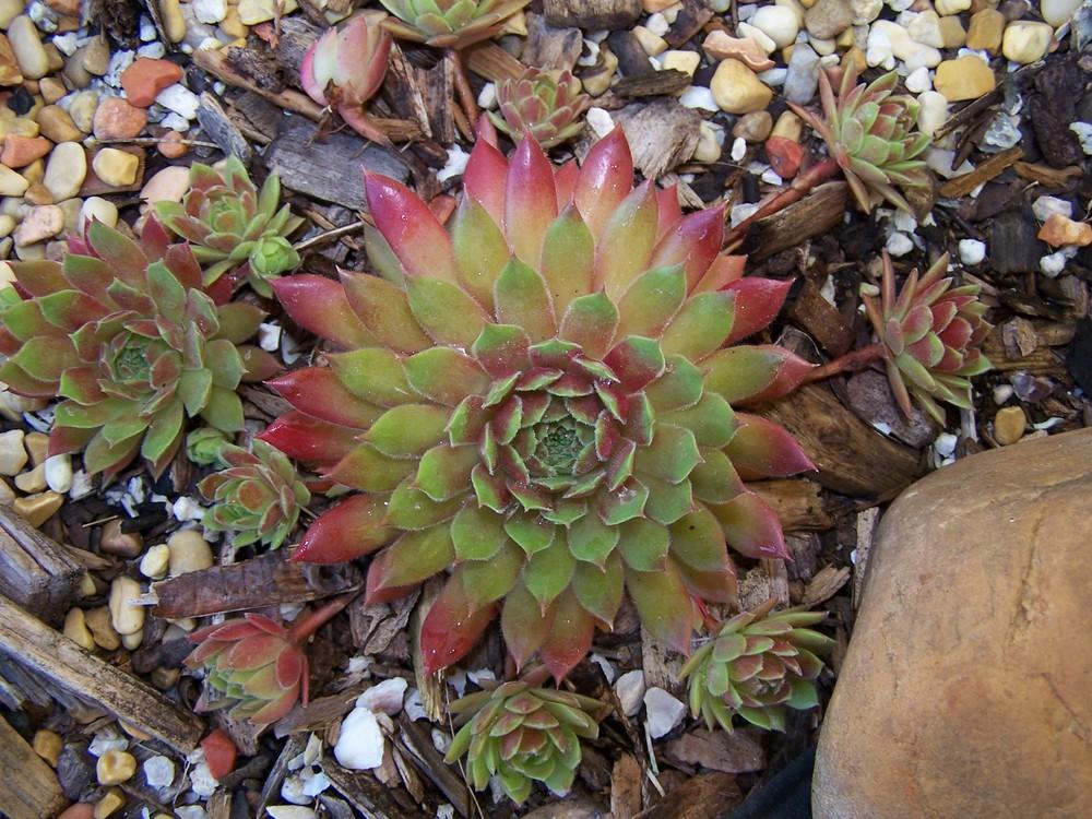 Photo of Hen and Chicks (Sempervivum 'Fuego') uploaded by chickhill
