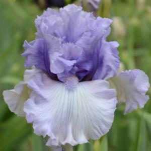 tall bearded iris 'Crystal Gazer'