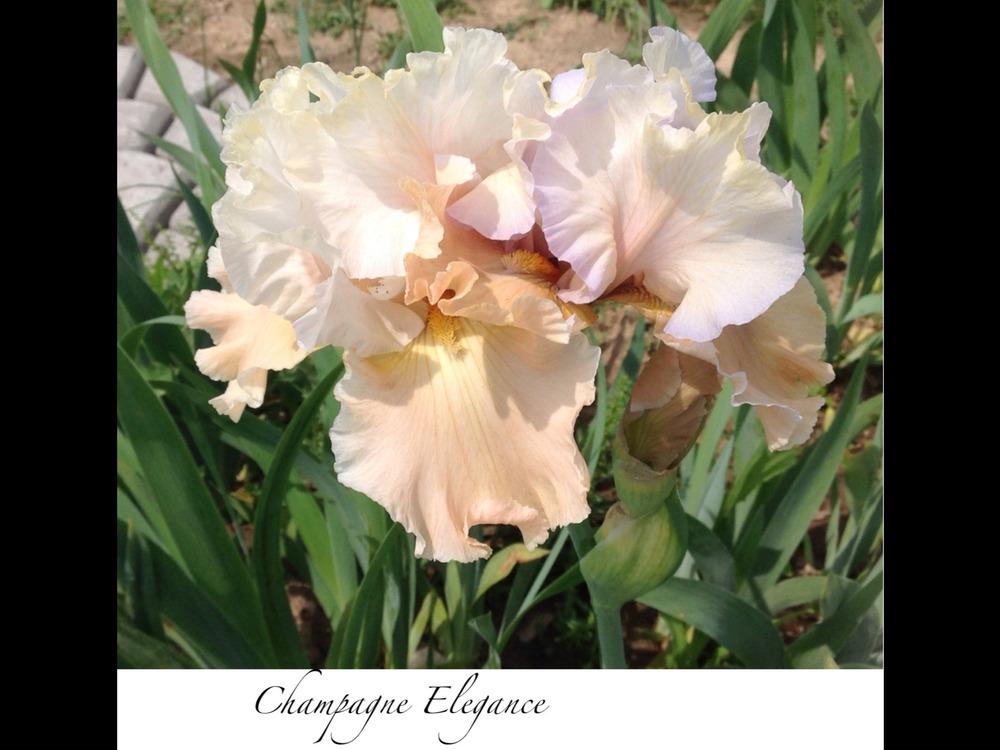Photo of Tall Bearded Iris (Iris 'Champagne Elegance') uploaded by gsutche