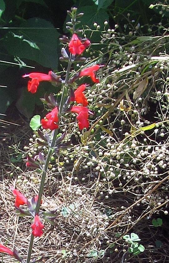 Photo of Salvias (Salvia) uploaded by jmorth