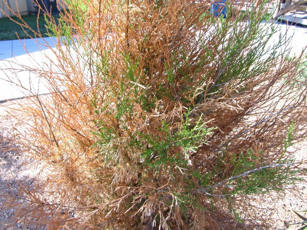 Photo of Eastern Red Cedar (Juniperus virginiana) uploaded by jmorth