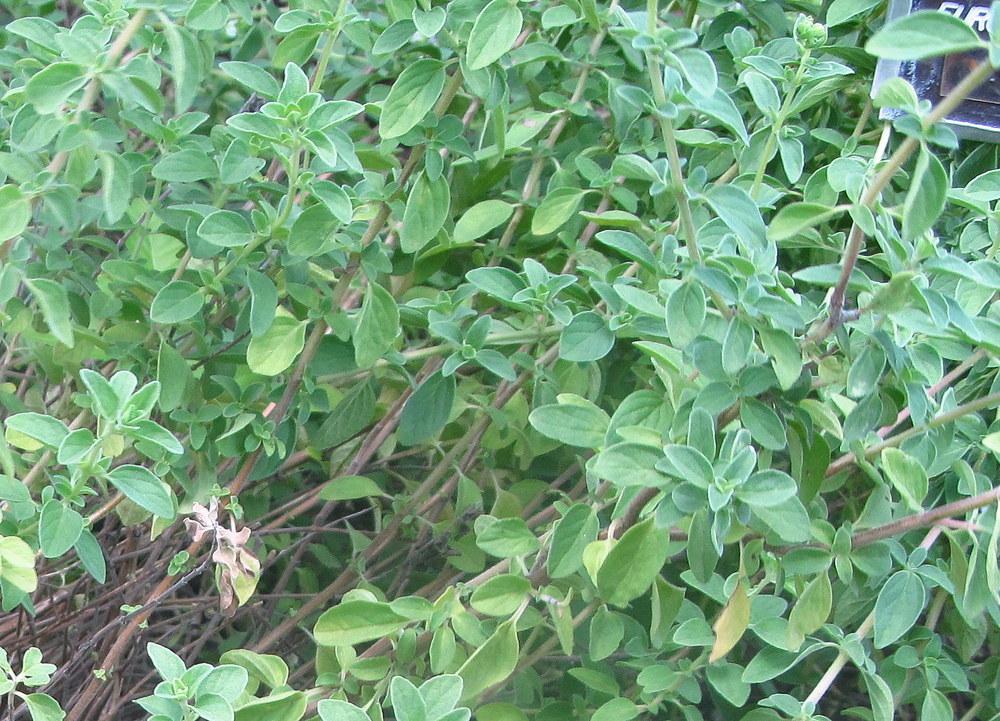 Photo of Oreganos (Origanum vulgare) uploaded by jmorth