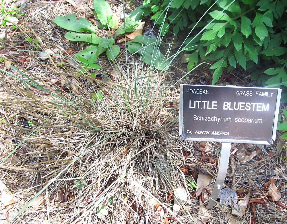 Photo of Little Bluestem (Schizachyrium scoparium) uploaded by jmorth