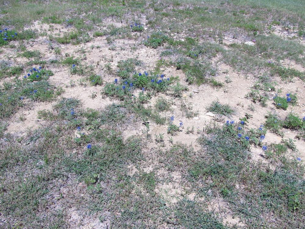 Photo of Texas Bluebonnet (Lupinus texensis) uploaded by jmorth