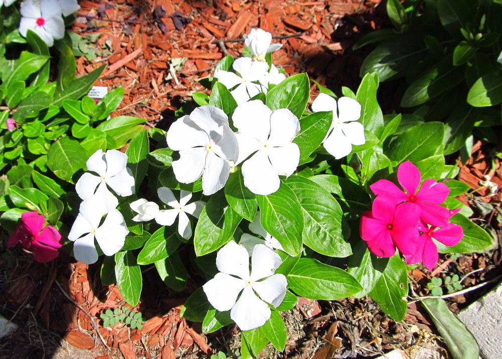 Photo of Vinca (Catharanthus roseus) uploaded by jmorth