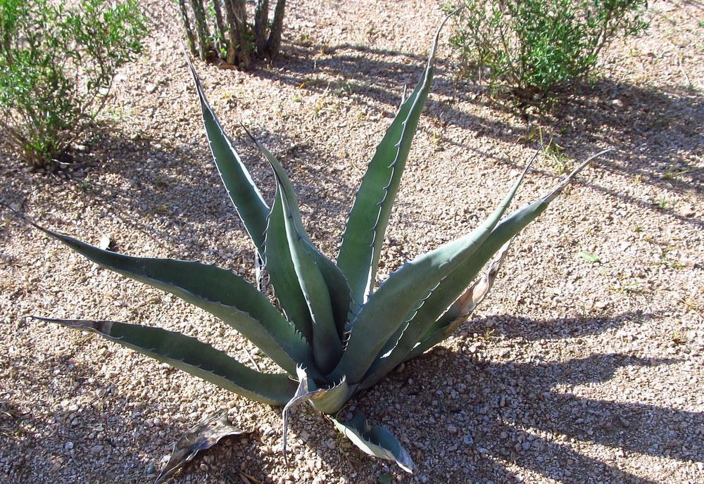 Photo of Agaves (Agave) uploaded by jmorth