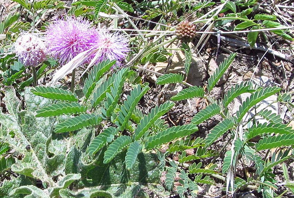 Photo of Sensitive Plant (Mimosa pudica) uploaded by jmorth