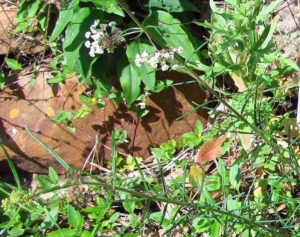 Photo of Whorled Milkweed (Asclepias verticillata) uploaded by jmorth