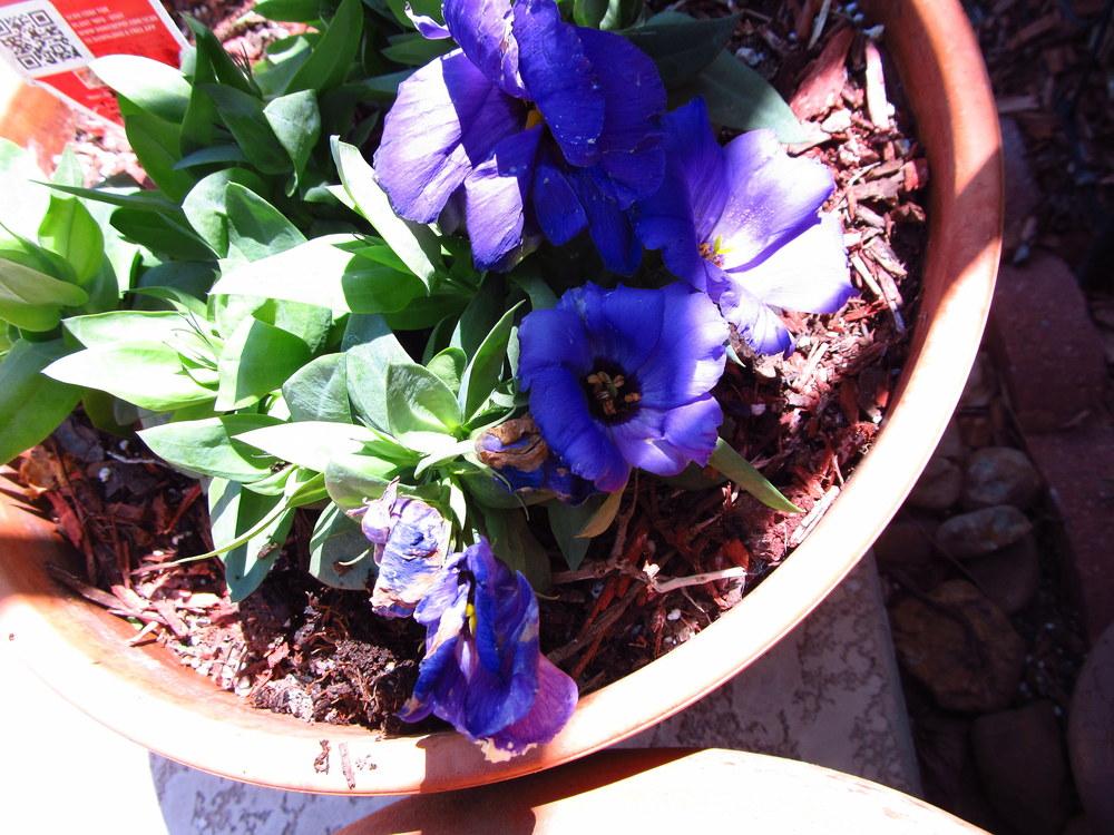 Photo of Texas Bluebell (Eustoma russellianum) uploaded by jmorth
