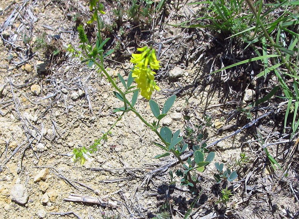 Photo of Yellow Sweetclover (Melilotus officinalis) uploaded by jmorth
