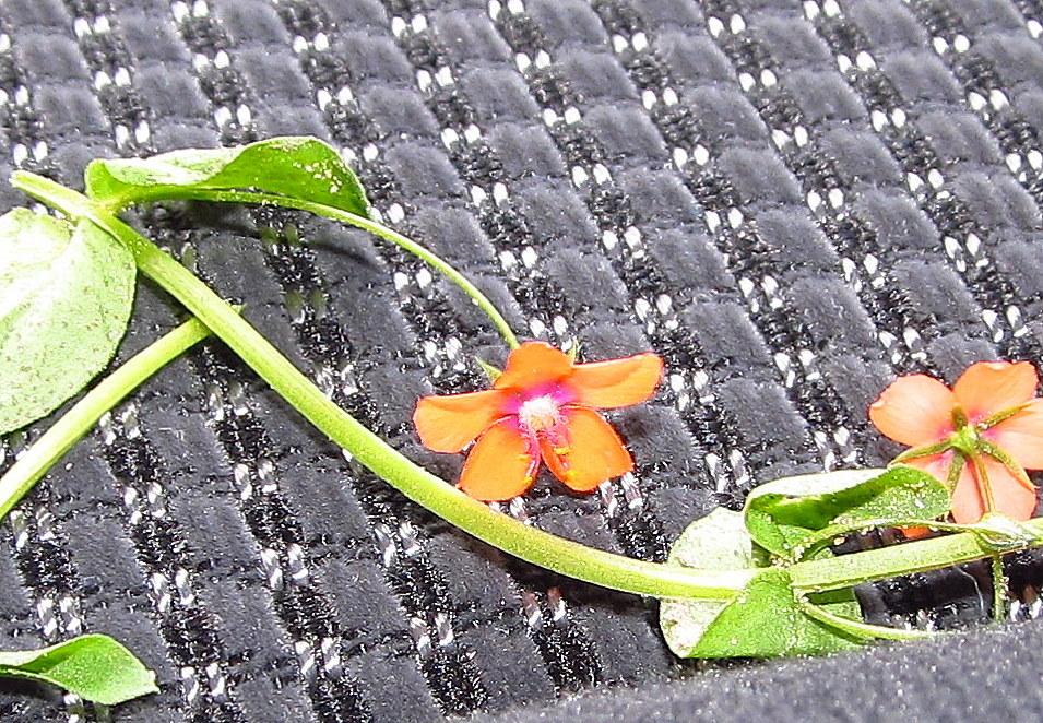 Photo of Scarlet Pimpernel (Lysimachia arvensis) uploaded by jmorth