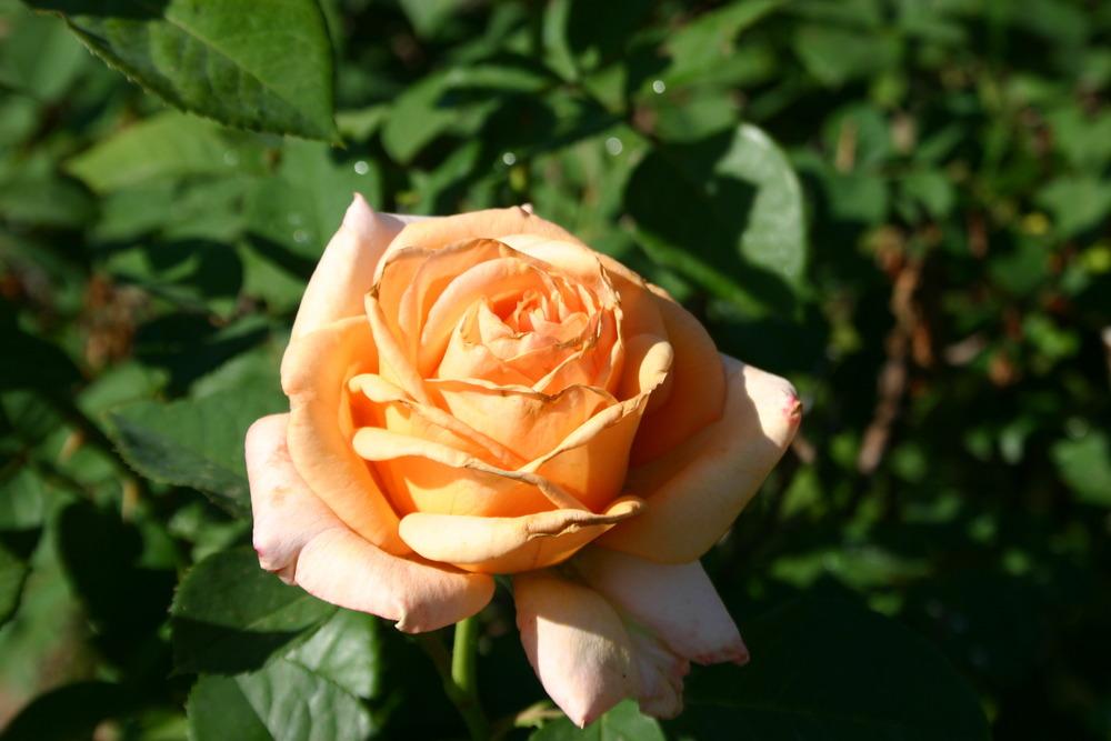 Photo of Rose (Rosa 'Sunset Celebration') uploaded by jon