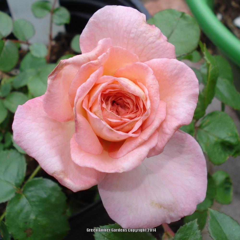 Photo of Rose (Rosa 'Savannah') uploaded by lovemyhouse