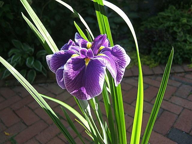 Photo of Japanese Iris (Iris ensata 'Crystal Halo') uploaded by pirl