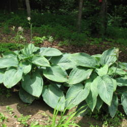 Location: Bowling Green, Ky 
Date: 2014-05-30
I ordered this Hosta and it came in a 4" pot, now it is huge.
