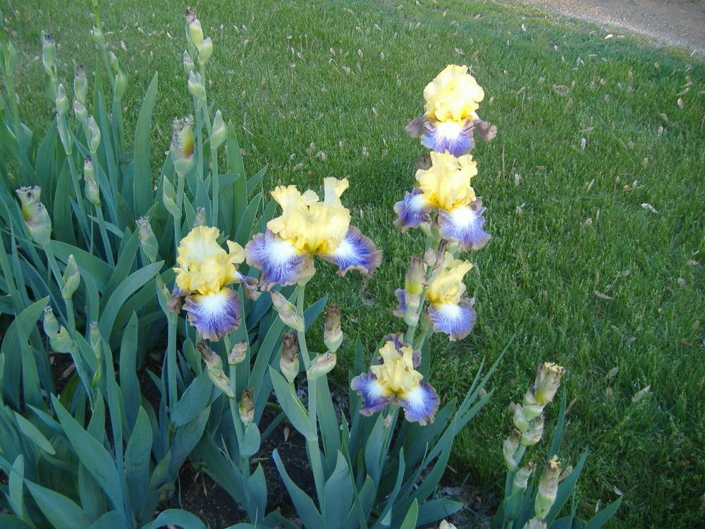 Photo of Tall Bearded Iris (Iris 'Definition') uploaded by tveguy3