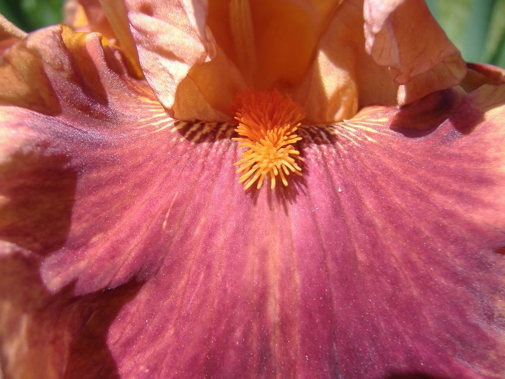 Photo of Tall Bearded Iris (Iris 'Drinks at Sunset') uploaded by tveguy3