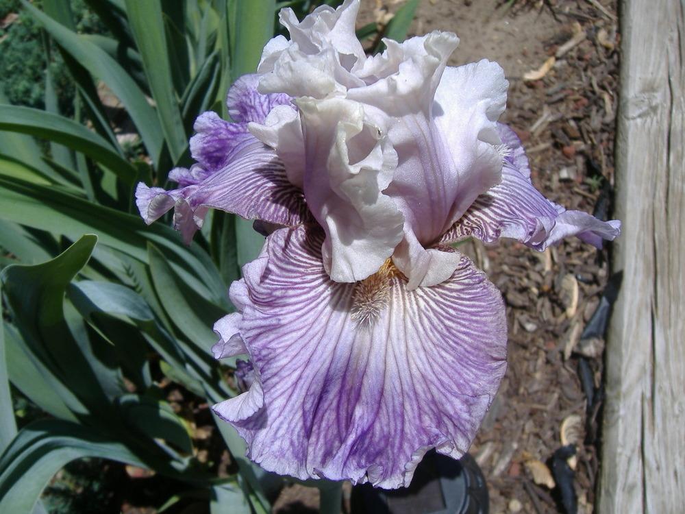 Photo of Tall Bearded Iris (Iris 'Reckless in Denim') uploaded by tveguy3