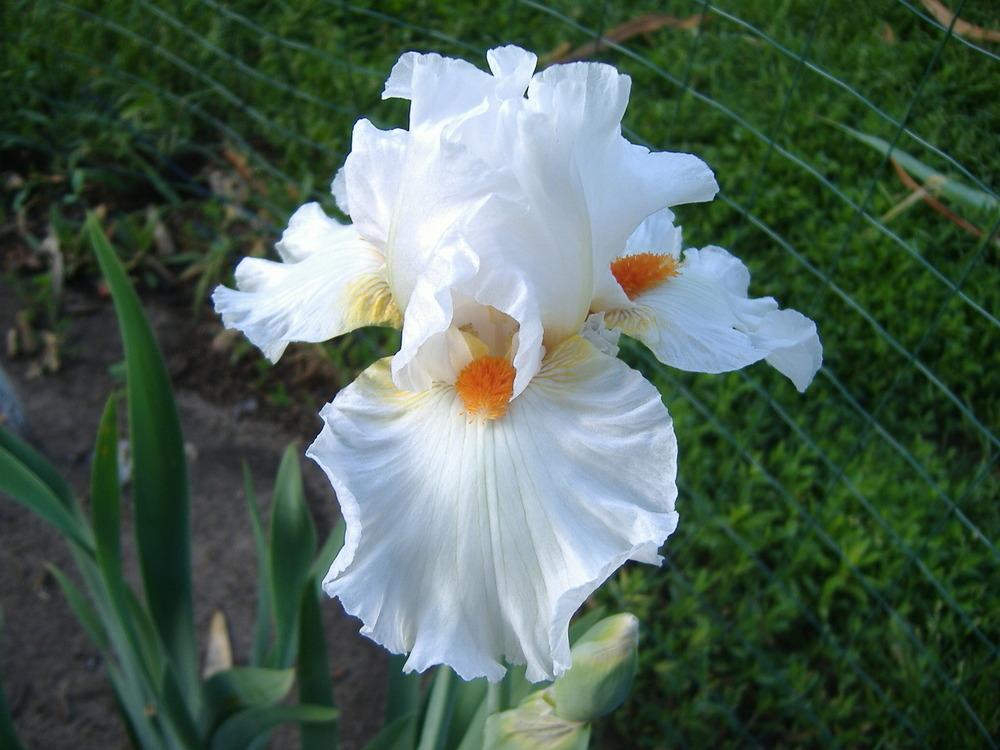 Photo of Tall Bearded Iris (Iris 'White Hot') uploaded by tveguy3