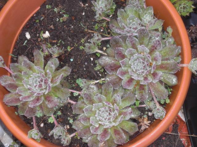Photo of Hen and Chicks (Sempervivum 'Raspberry Ice') uploaded by Cahac