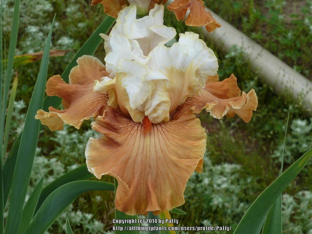 Photo of Tall Bearded Iris (Iris 'Ginger Ice') uploaded by Patty
