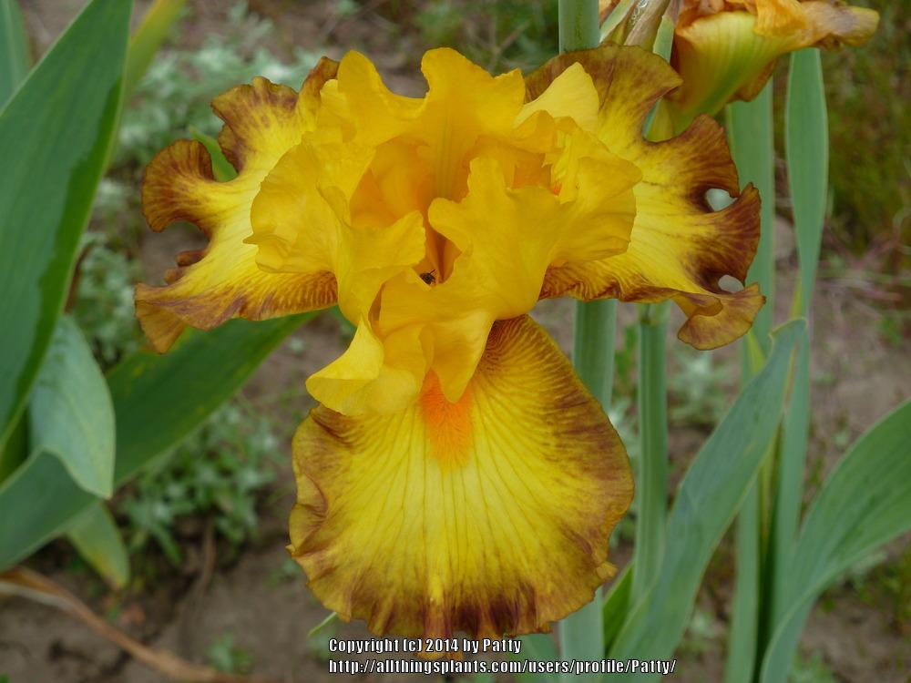 Photo of Tall Bearded Iris (Iris 'Hot Danish') uploaded by Patty