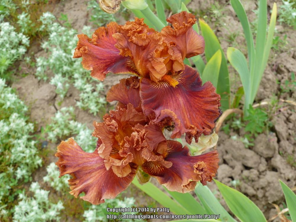 Photo of Tall Bearded Iris (Iris 'Chestnuts Roasting') uploaded by Patty