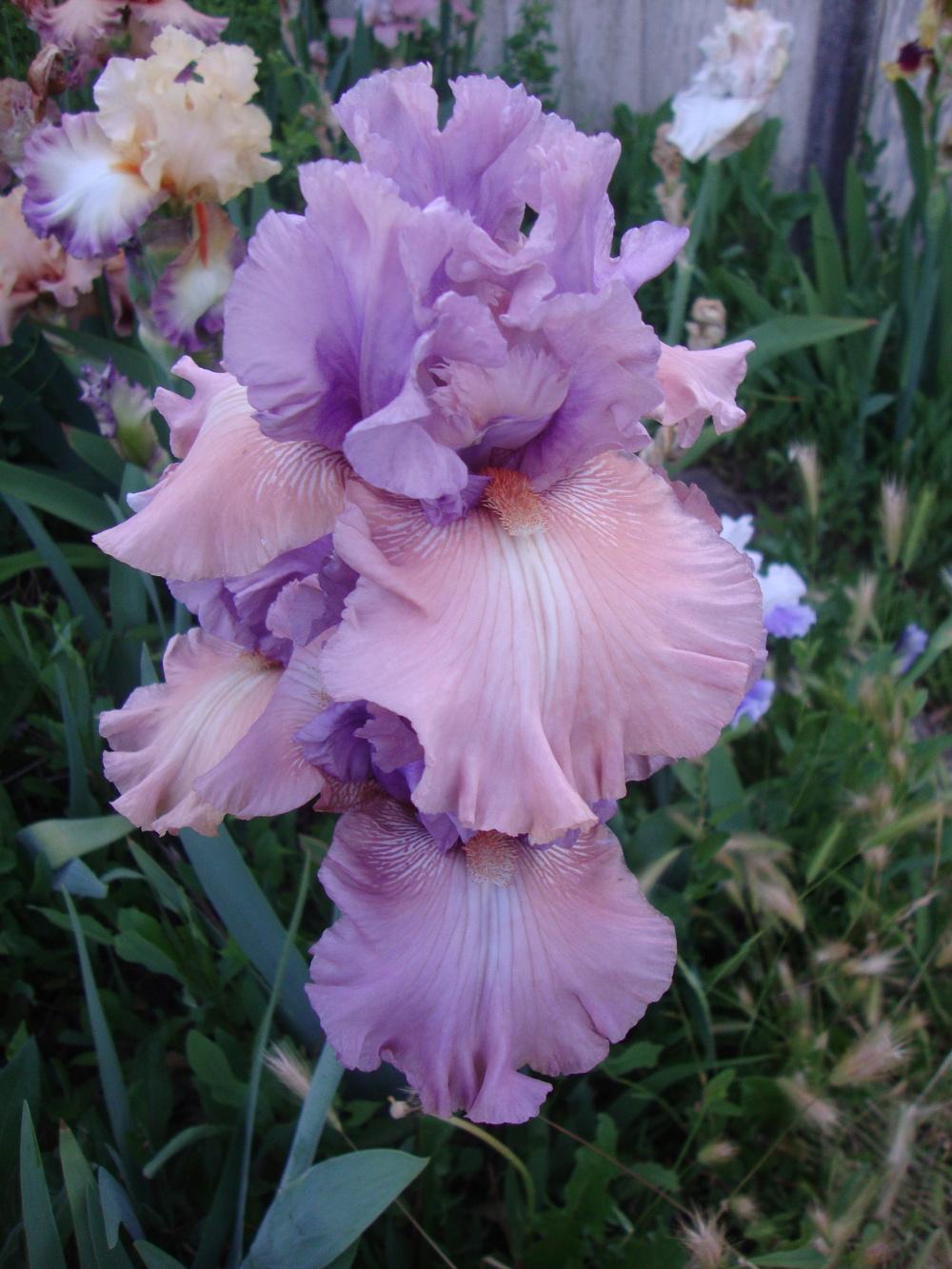 Photo of Tall Bearded Iris (Iris 'Role Reversal') uploaded by Paul2032