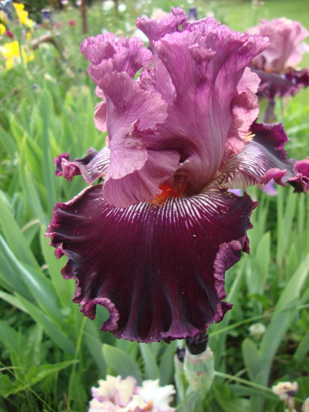 Photo of Tall Bearded Iris (Iris 'Fashion Diva') uploaded by Paul2032