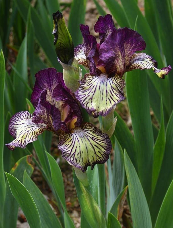Photo of Intermediate Bearded Iris (Iris 'Gnu Rayz') uploaded by Pwinget