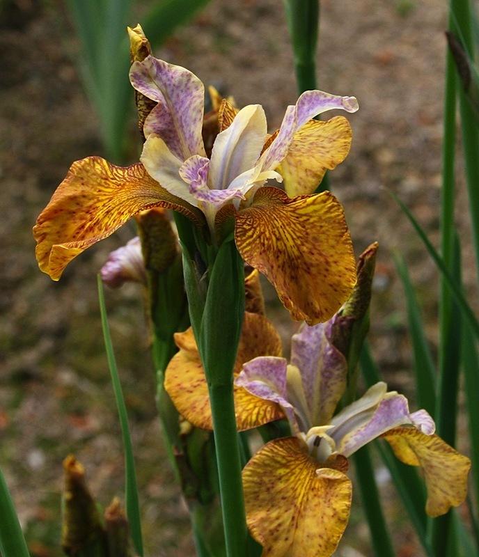 Photo of Siberian Iris (Iris 'Ginger Twist') uploaded by Pwinget