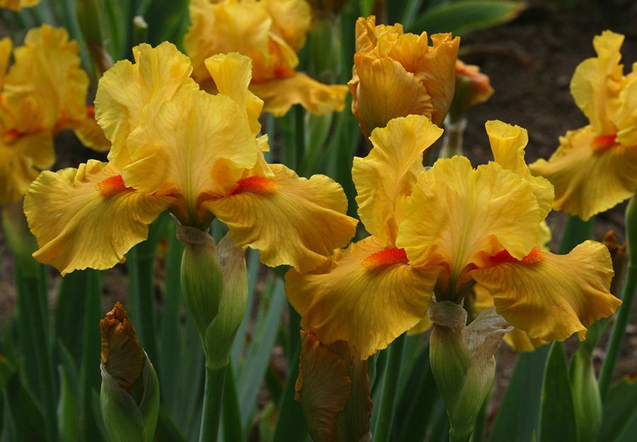 Photo of Intermediate Bearded Iris (Iris 'Season Ticket') uploaded by Pwinget