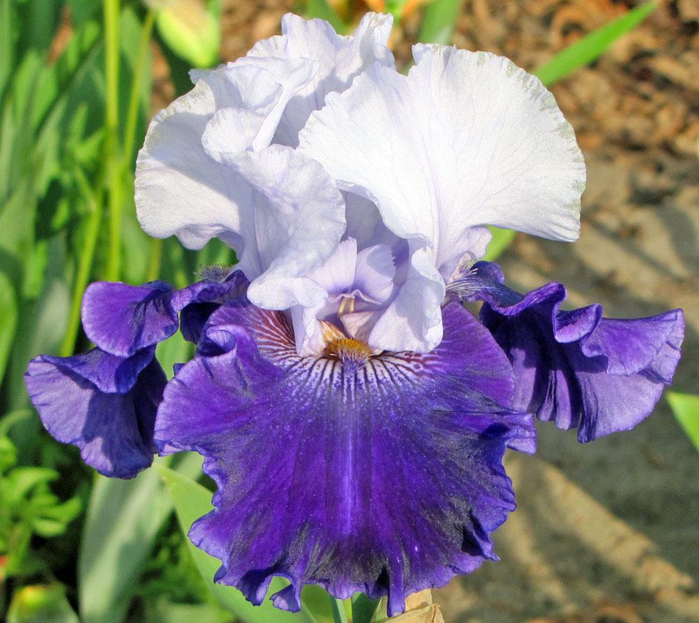 Photo of Tall Bearded Iris (Iris 'World Premier') uploaded by TBGDN