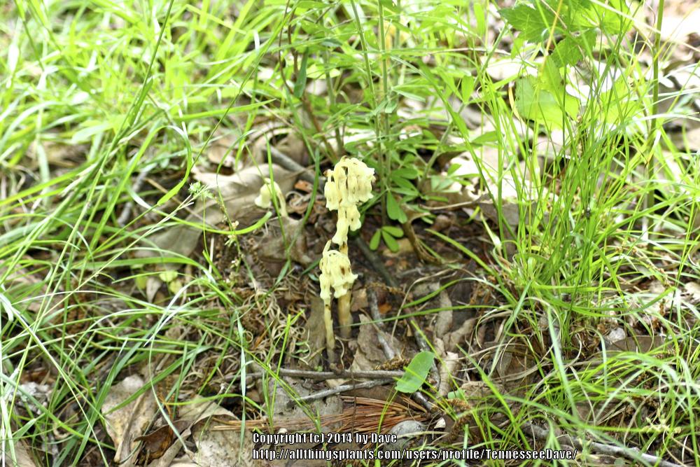 Photo of Indian Pipe (Monotropa uniflora) uploaded by TennesseeDave