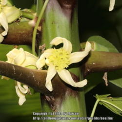 Location: Atlantic rainforest, Paraty, Brazil
Date: 2014-01-13
Female flower