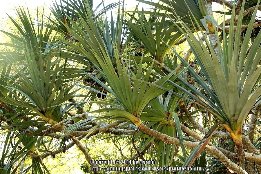 Photo of Madagascar Screw Pine (Pandanus utilis) uploaded by bonitin