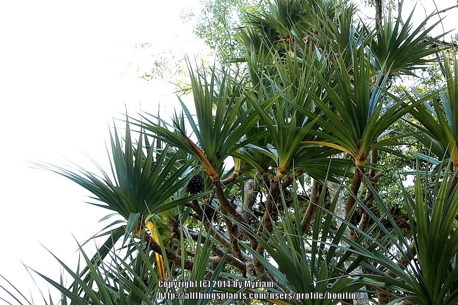 Photo of Madagascar Screw Pine (Pandanus utilis) uploaded by bonitin