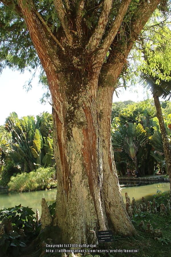 Photo of Bald Cypress (Taxodium distichum) uploaded by bonitin