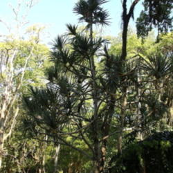 Location: Botanical Garden, Rio de Janeiro, Brazil
Date: 2014-02-03