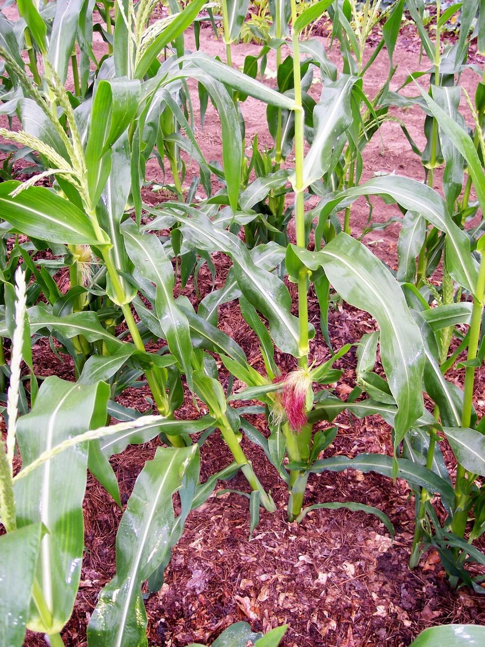 Photo of Sweet Corn (Zea mays subsp. mays 'SugarPearl') uploaded by farmerdill