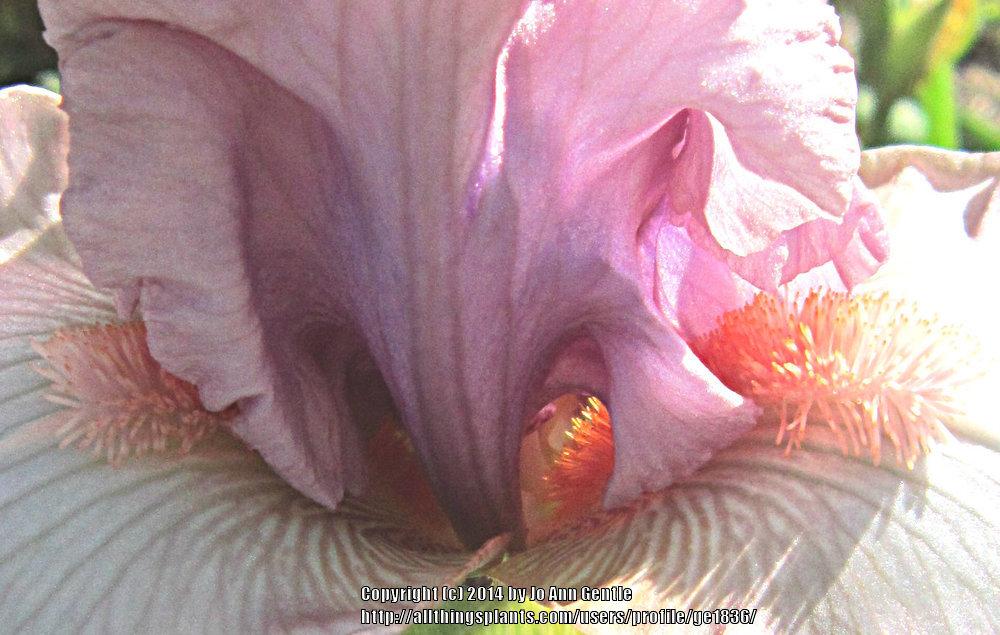 Photo of Tall Bearded Iris (Iris 'Cameo Appearance') uploaded by ge1836