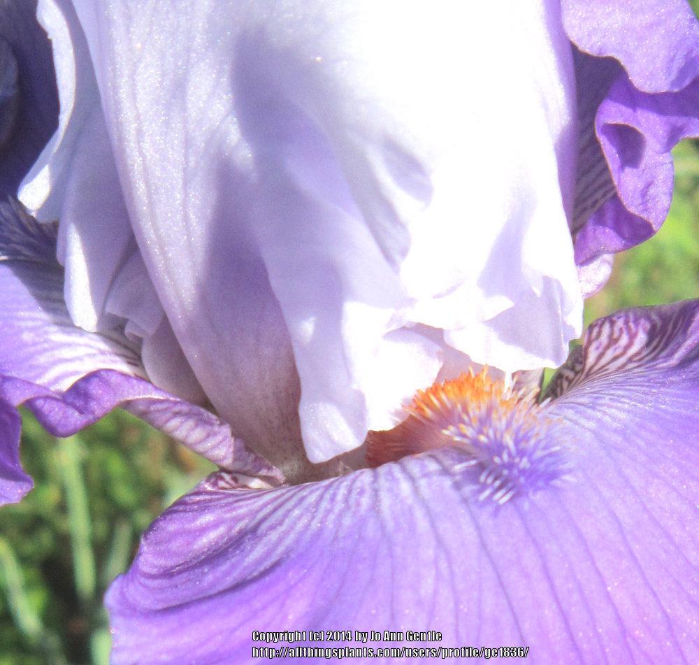 Photo of Tall Bearded Iris (Iris 'Credentials') uploaded by ge1836