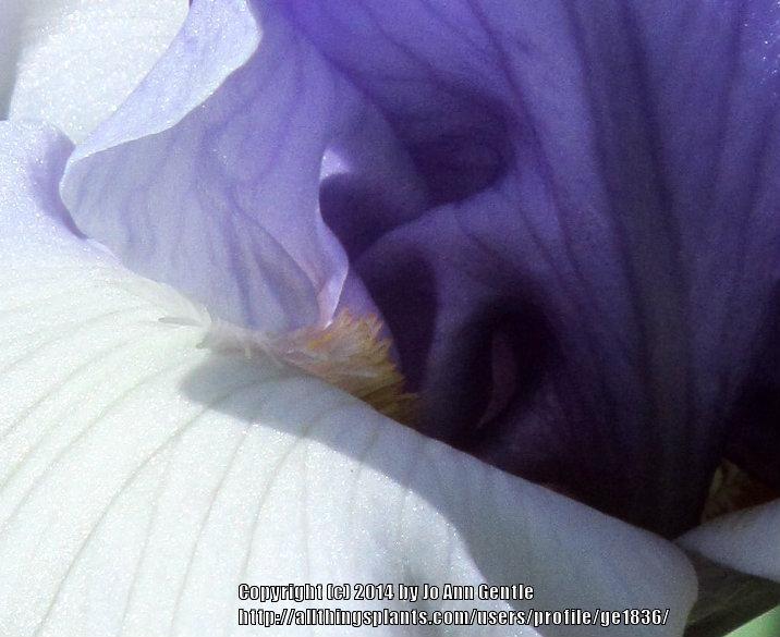 Photo of Tall Bearded Iris (Iris 'Brussels') uploaded by ge1836