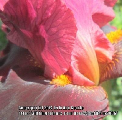 Photo of Tall Bearded Iris (Iris 'Strozzapreti') uploaded by ge1836