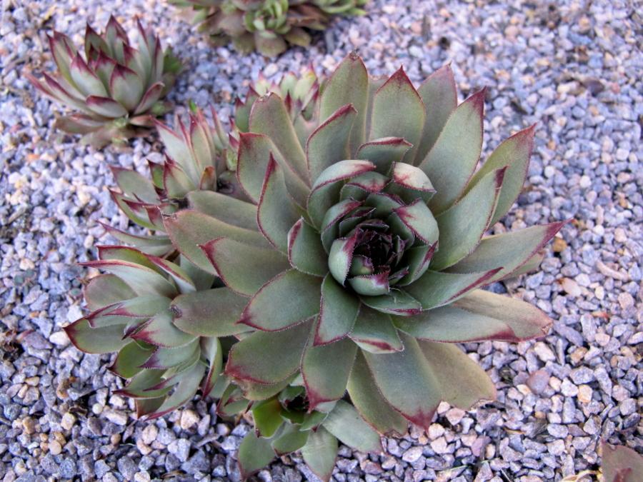 Photo of Hen and Chicks (Sempervivum 'Red Cloud') uploaded by goldfinch4