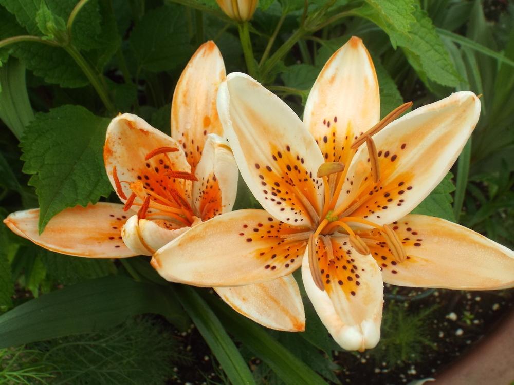 Photo of Lily (Lilium 'Orange Electric') uploaded by poisondartfrog